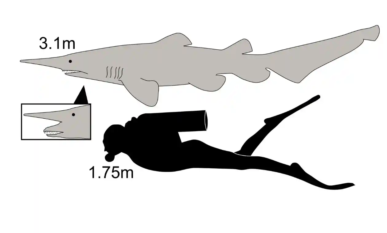 Goblin Sharks: Mysterious Deep-Sea Creatures - Aquatic Animals